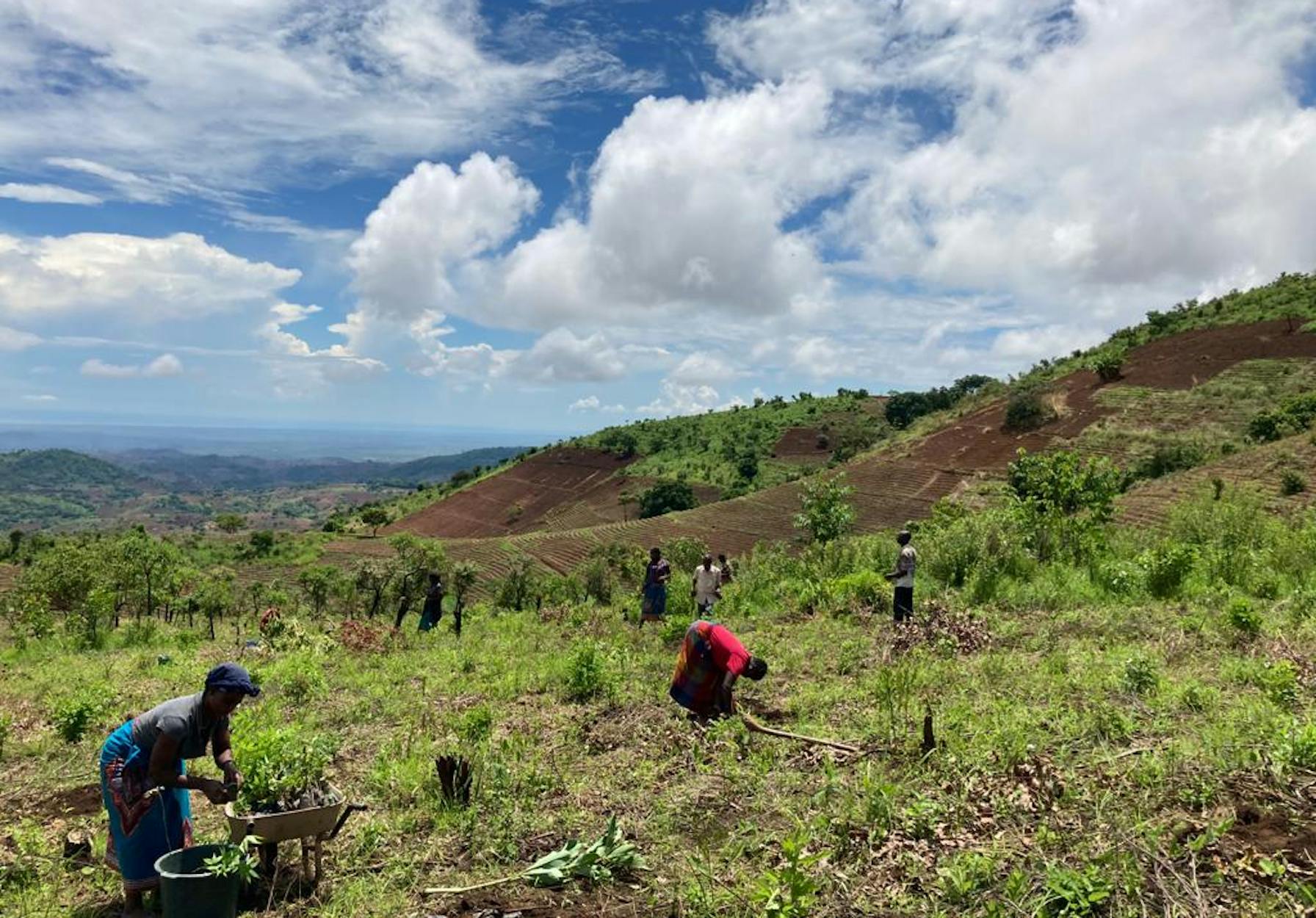 Aanplant van boompjes voor het Malawi-bos van Coffee Fellows